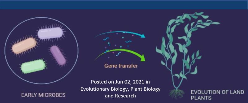 Study finds gene transfer from early microbes might have helped the evolution of land plants