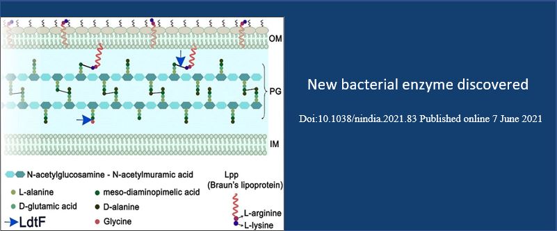 New bacterial enzyme discovered
