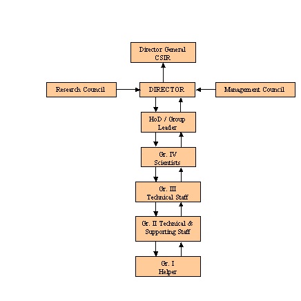 Decision Tree