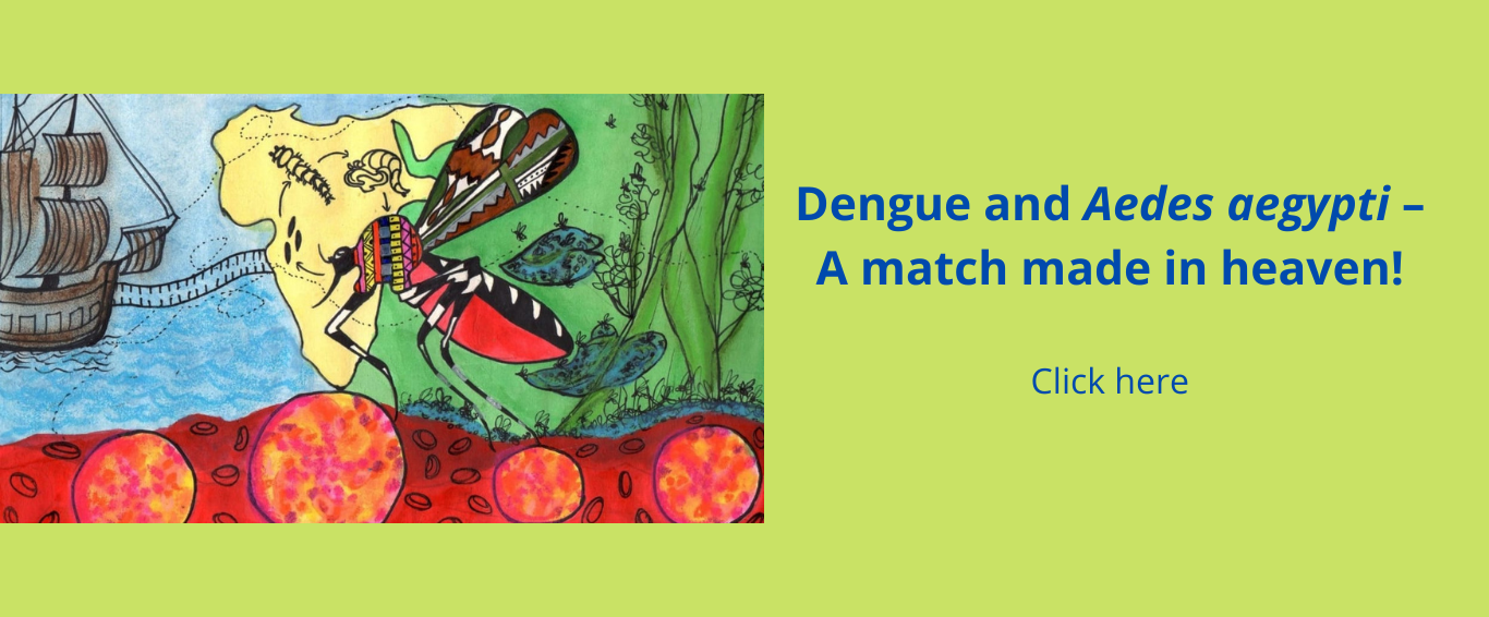 dengue-and-aedes-aegypti-a-match-made-in-heaven