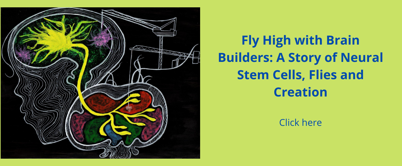 fly-high-with-brain-builders