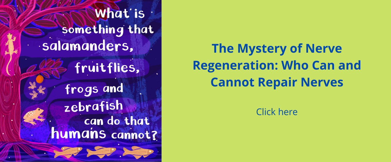 nerve_regeneration