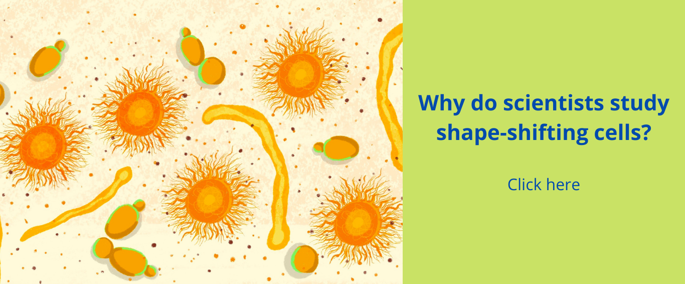 shape-shifting-cells