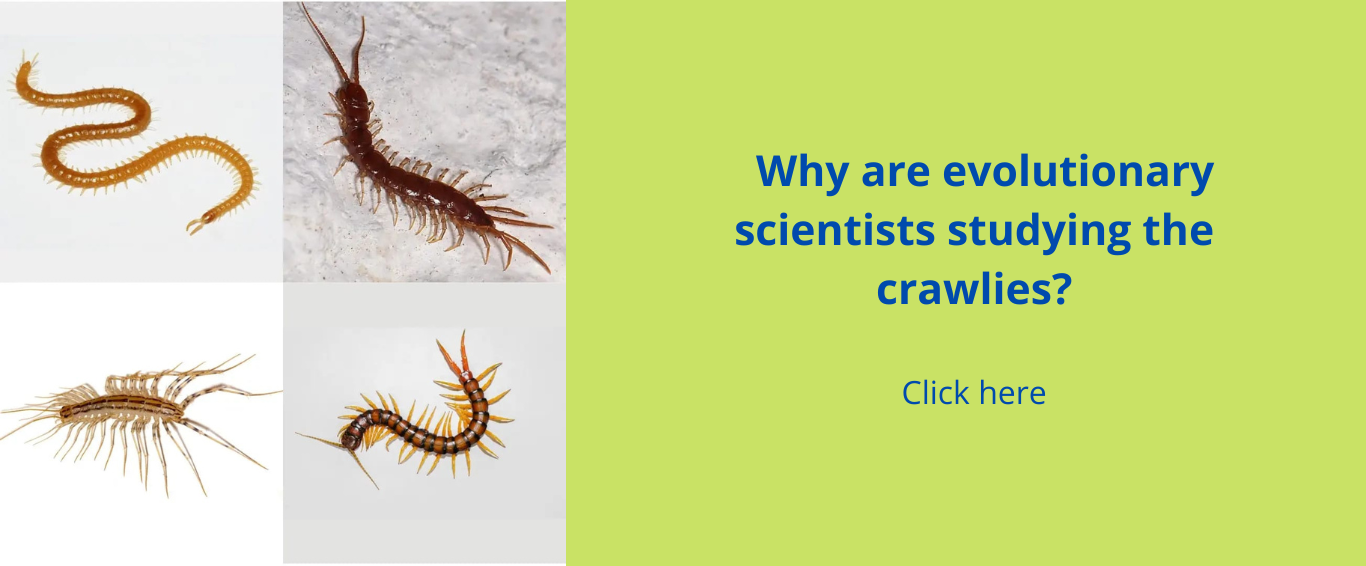 Studying-Crawlies