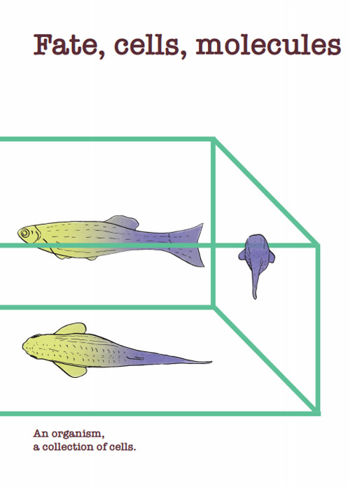 Fate, cells, molecules