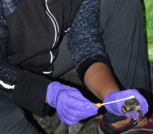 Novel diagnostic test for Chytridiomycosis – a global pandemic in frogs!