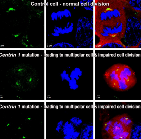 Novel genes for male fertility
