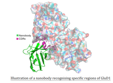 Combining Deep Science with Deep Tech: CSIR-CCMB and Aganitha sign a framework agreement to apply Generative AI for therapeutic design and research in multiple disease areas
