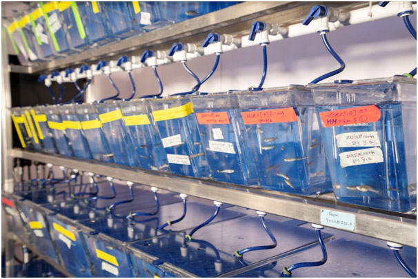 Zebrafish Laboratory