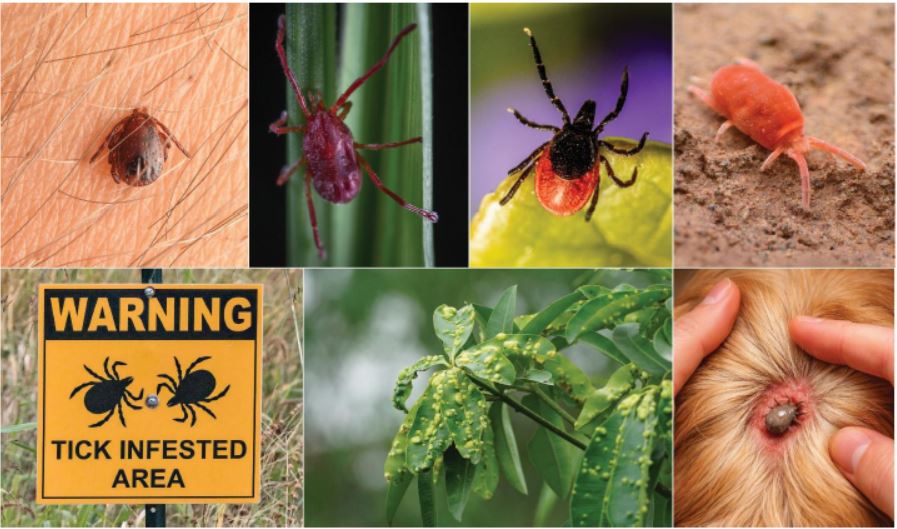 Evolutionary GPS to Untangle the Evolution of Mites and Ticks