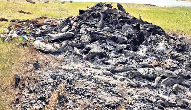 Desperate fishermen torch invasive ‘Rakashi’ to save their livelihood and Cherlapally lake in Hyderabad