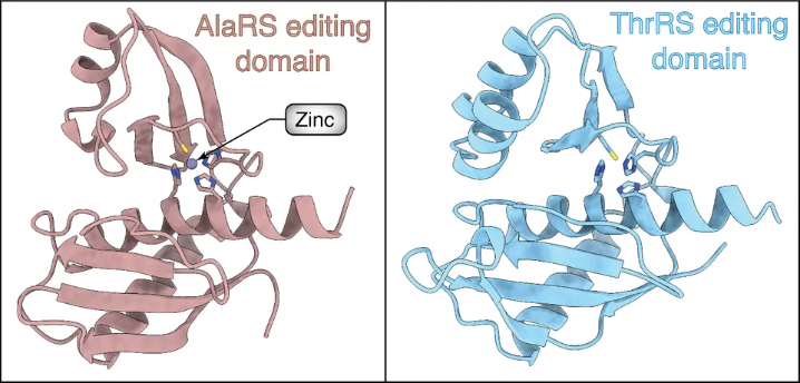 Some mistakes in protein translation might be good for cells!