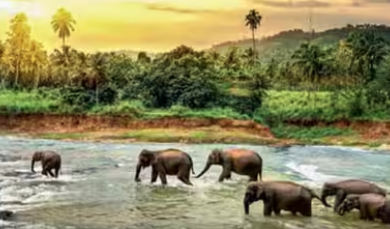 Stable forests key to south India’s unique biodiversity