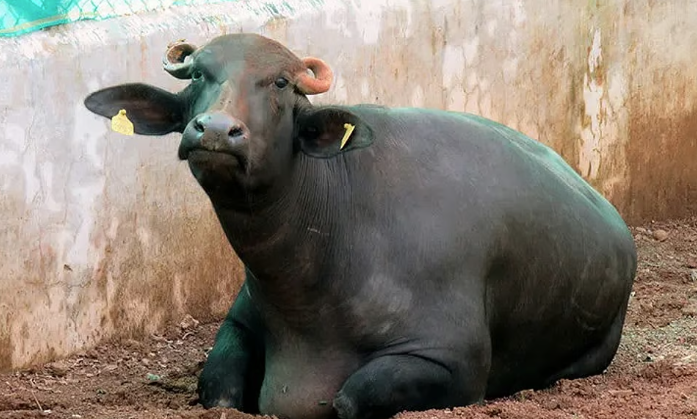 Chhattisgarh’s wild buffalo clone, claimed to be ‘first-ever’ 11 years back, embroils in scepticism