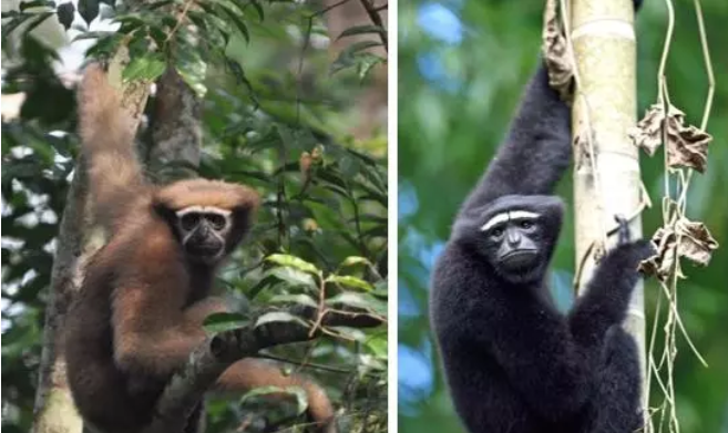 Study Decodes Gibbon Genome, Unlocking Clues to Human Evolution