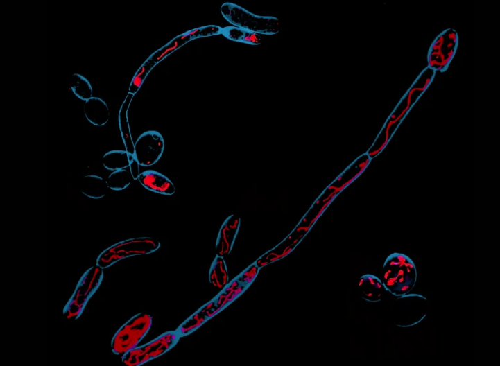 Why fungi turn lethal and how to stop them